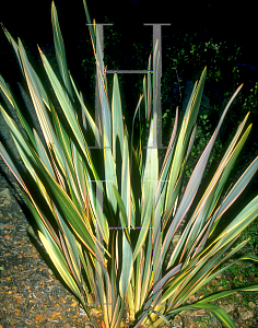 Picture of Phormium tenax 'Rainbow Sunrise (Maori Queen)'