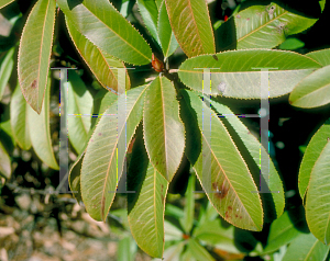 Picture of Photinia x fraseri 