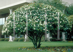 Picture of Photinia x fraseri 