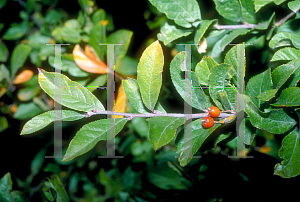 Picture of Photinia villosa 