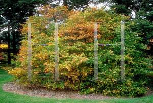 Picture of Photinia villosa 