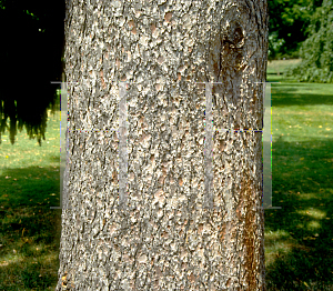 Picture of Picea abies 