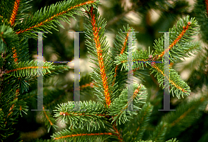 Picture of Picea abies 