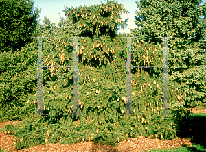 Picture of Picea abies 'Acrocona'