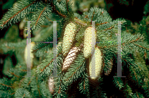 Picture of Picea abies 'Acrocona'