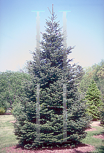 Picture of Abies nordmanniana ssp. equi-trojani 