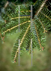 Picture of Abies nordmanniana ssp. equi-trojani 