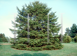 Picture of Picea glauca 