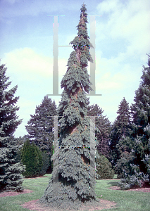 Picture of Picea glauca 'Pendula'