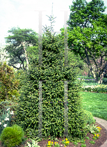 Picture of Picea purpurea 