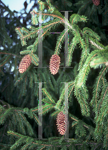 Picture of Picea obovata 