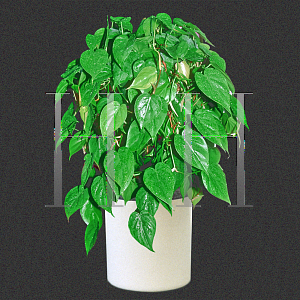 Picture of Philodendron scandens 