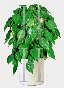 Picture of Philodendron scandens 