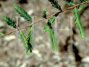 Picture of Taxodium mucronatum 