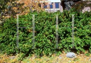 Picture of Taxus cuspidata 'Intermedia'