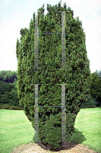 Picture of Taxus x media 'Pilaris'