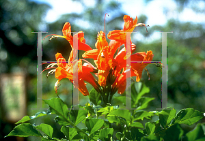 Picture of Tecomaria capensis 