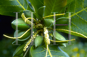 Picture of Terminalia catappa 