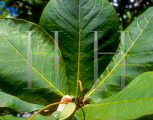 Picture of Terminalia catappa 