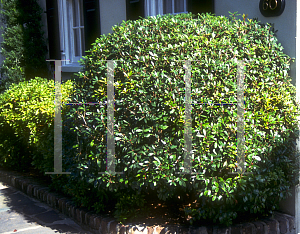 Picture of Ternstroemia gymnanthera 