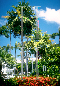 Picture of Thrinax radiata 