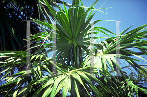 Picture of Thrinax radiata 