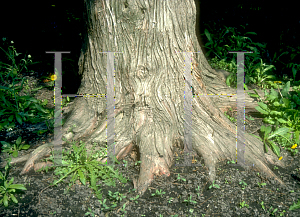 Picture of Thuja occidentalis 