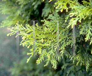 Picture of Thuja occidentalis 