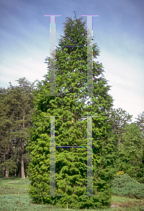 Picture of Thuja occidentalis 'Elegantissima'