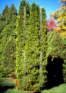 Picture of Thuja occidentalis 'Kelleriis Viridis'