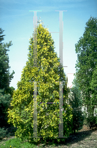 Picture of Thuja occidentalis 'Lutea'