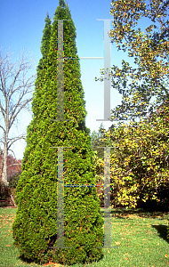 Picture of Thuja occidentalis 'Smaragd (Emerald)'