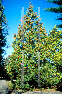 Picture of Thuja plicata 