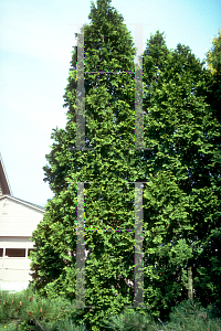 Picture of Thuja plicata 'Douglasii Pyramidalis'