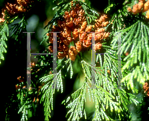 Picture of Thuja plicata 