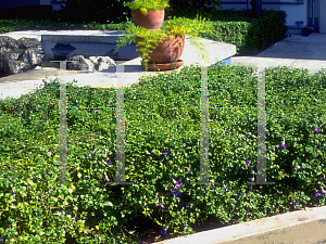 Picture of Thunbergia erecta 