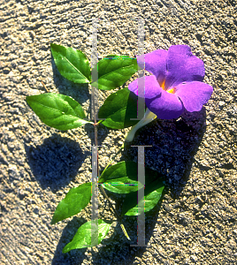 Picture of Thunbergia erecta 