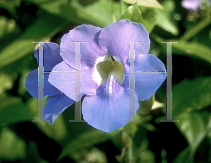 Picture of Thunbergia grandiflora 