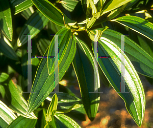 Picture of Tibouchina granulosa 