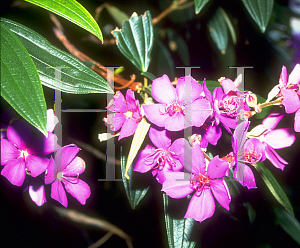 Picture of Tibouchina granulosa 