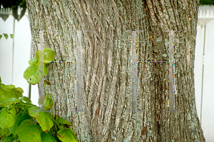 Picture of Tilia americana 