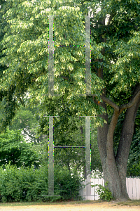 Picture of Tilia americana 