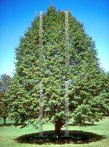 Picture of Tilia cordata 'Chancellor'