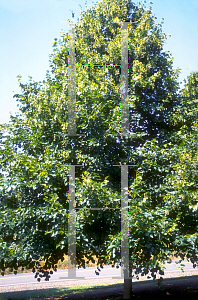 Picture of Tilia cordata 'Crimean'