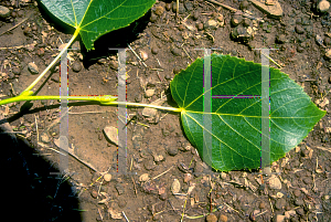 Picture of Tilia cordata 'Crimean'