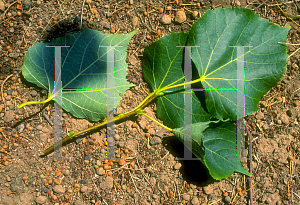 Picture of Tilia cordata 'Olympic'