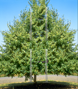 Picture of Tilia cordata 'Olympic'