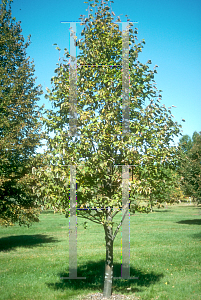 Picture of Tilia cordata 'Baileyi (Shamrock)'