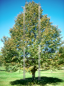 Picture of Tilia cordata 'Truesi'