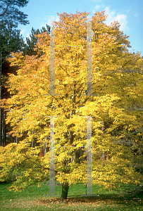 Picture of Tilia japonica 